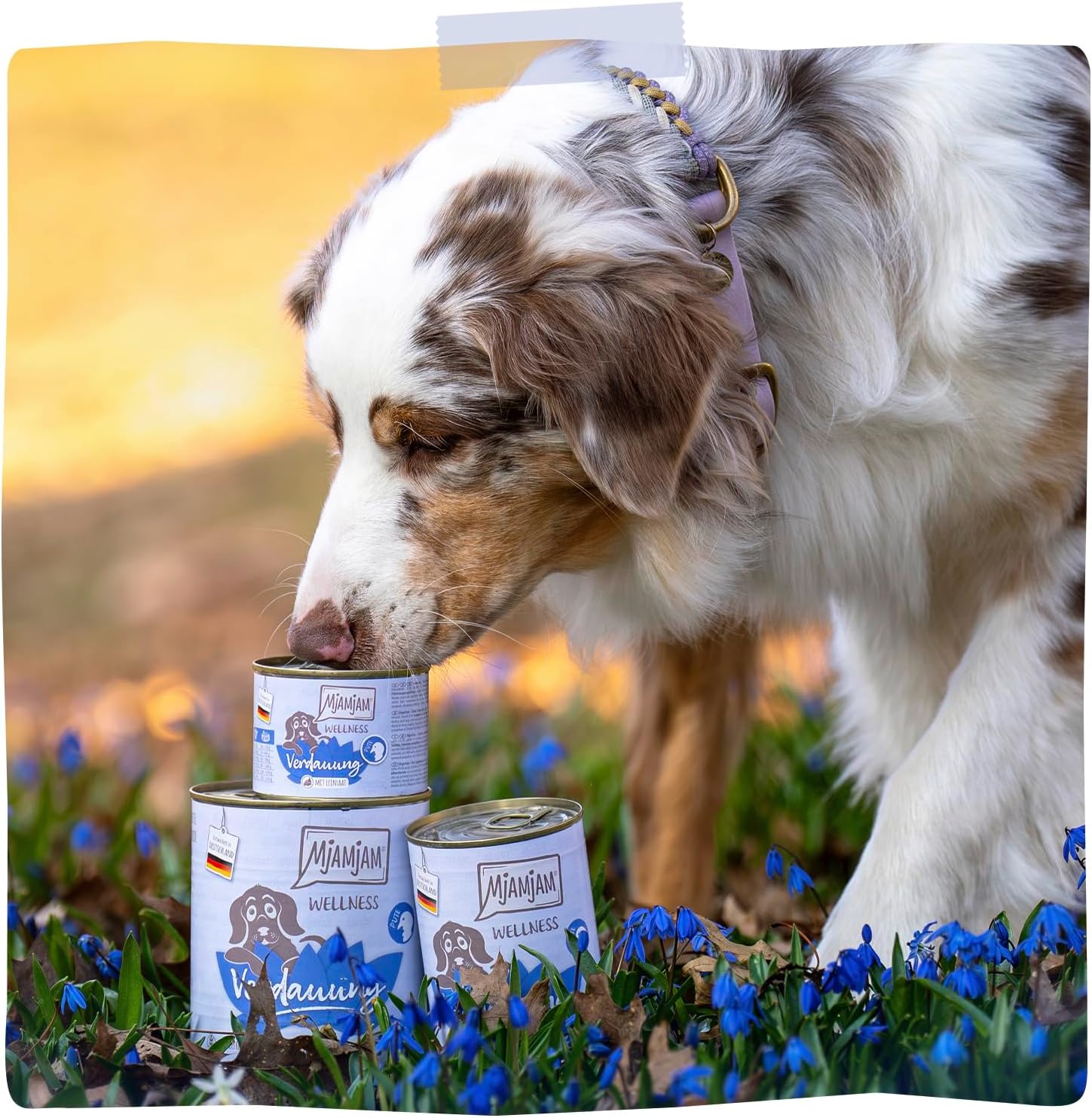 MjAMjAM Nassfutter Hund Pute getreidefrei Verdauung 6x200g