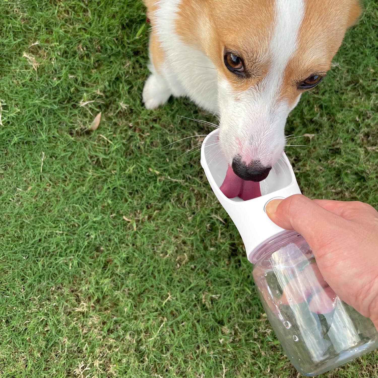 WePet Trinkflasche fuer Hunde Auslaufsicherer Napf Reise Spaziergang