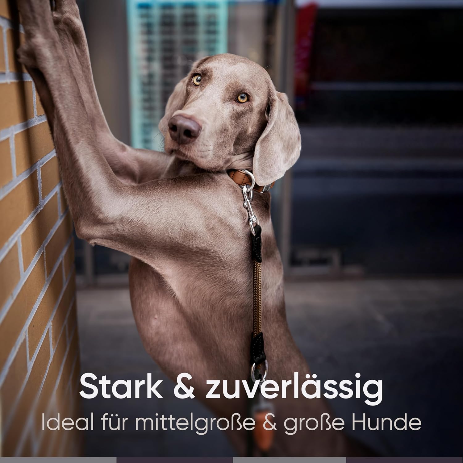 Freudentier verstellbare Hundeleine Nylon mit Lederoptik Schwarz 2m-3m