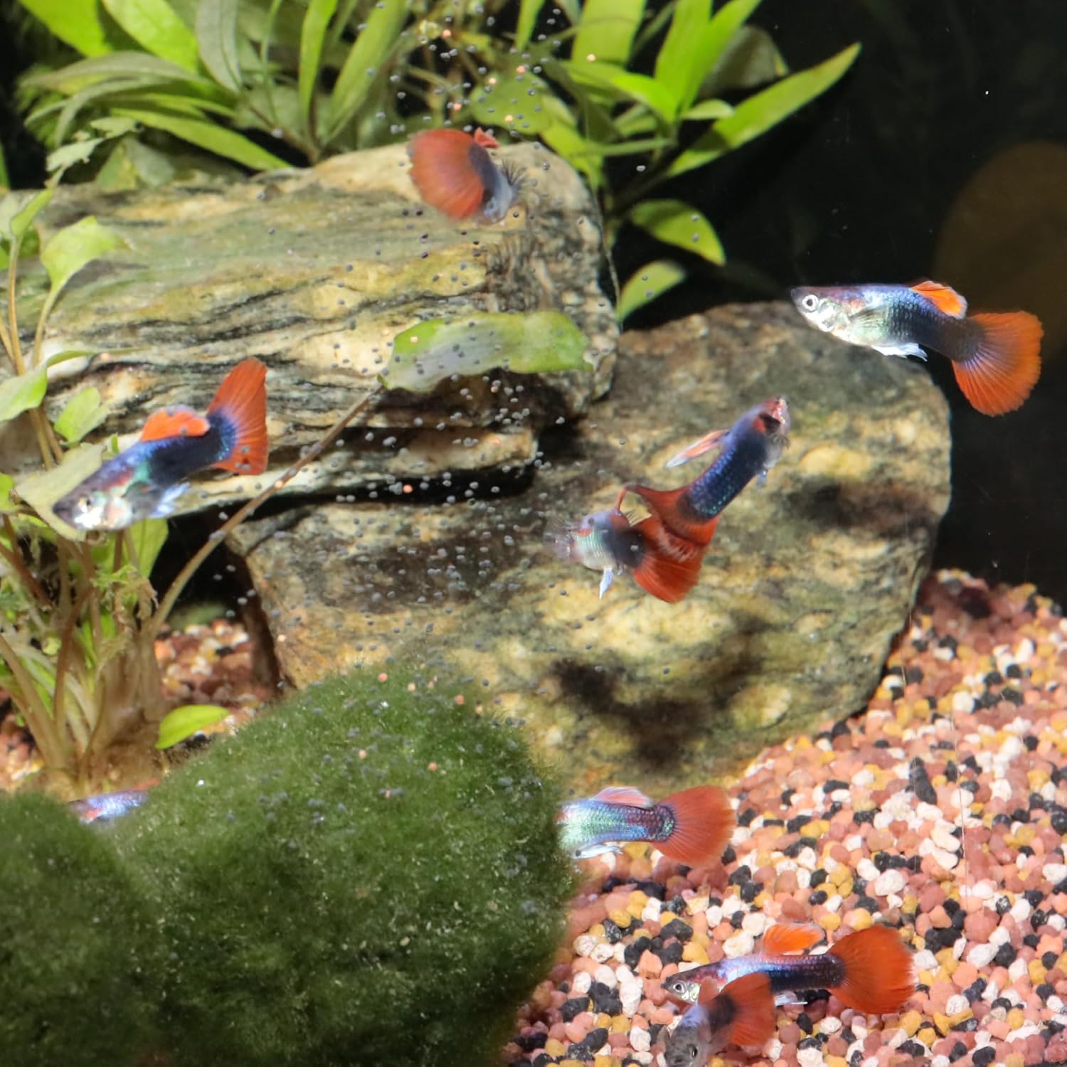 JBL ProNovo Guppy Grano Futtergranulat Groesse S |