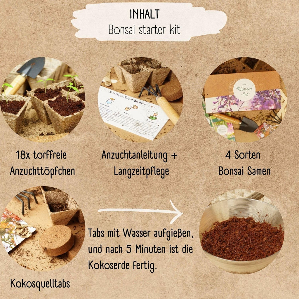 Bonsai Starter Kit mit 4 Samen Anzuchtset plastikfrei nachhaltig Geschenk