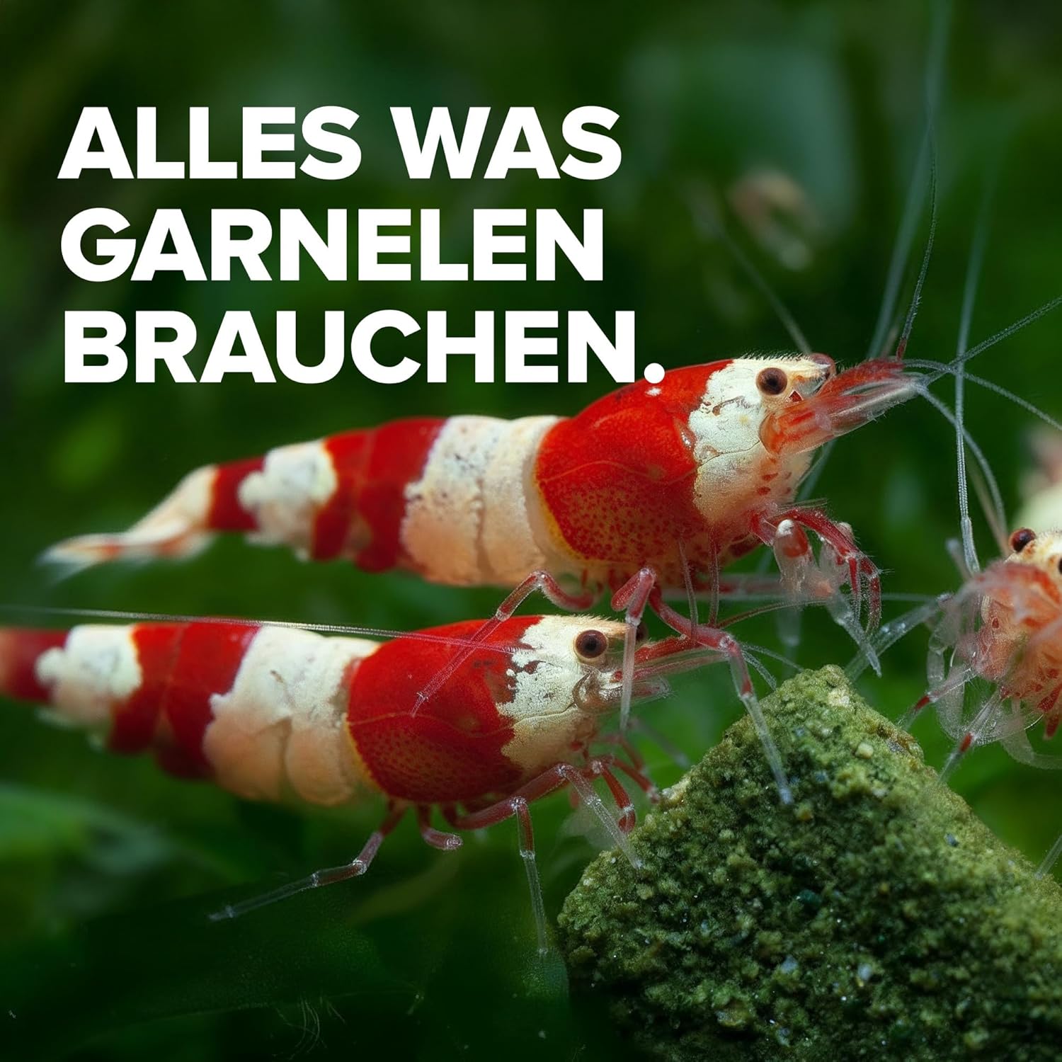 NatureHolic Garnelenfutter Mainfeed 30g - Fischmehlfrei, Panzeraufbau