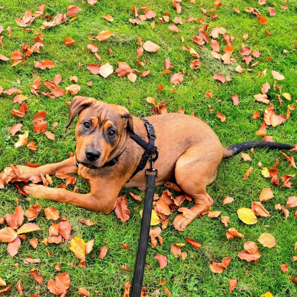 Toozey Hundeschleppleine wasserdicht 5m-20m Handschlaufe Karabiner Neon Gelb
