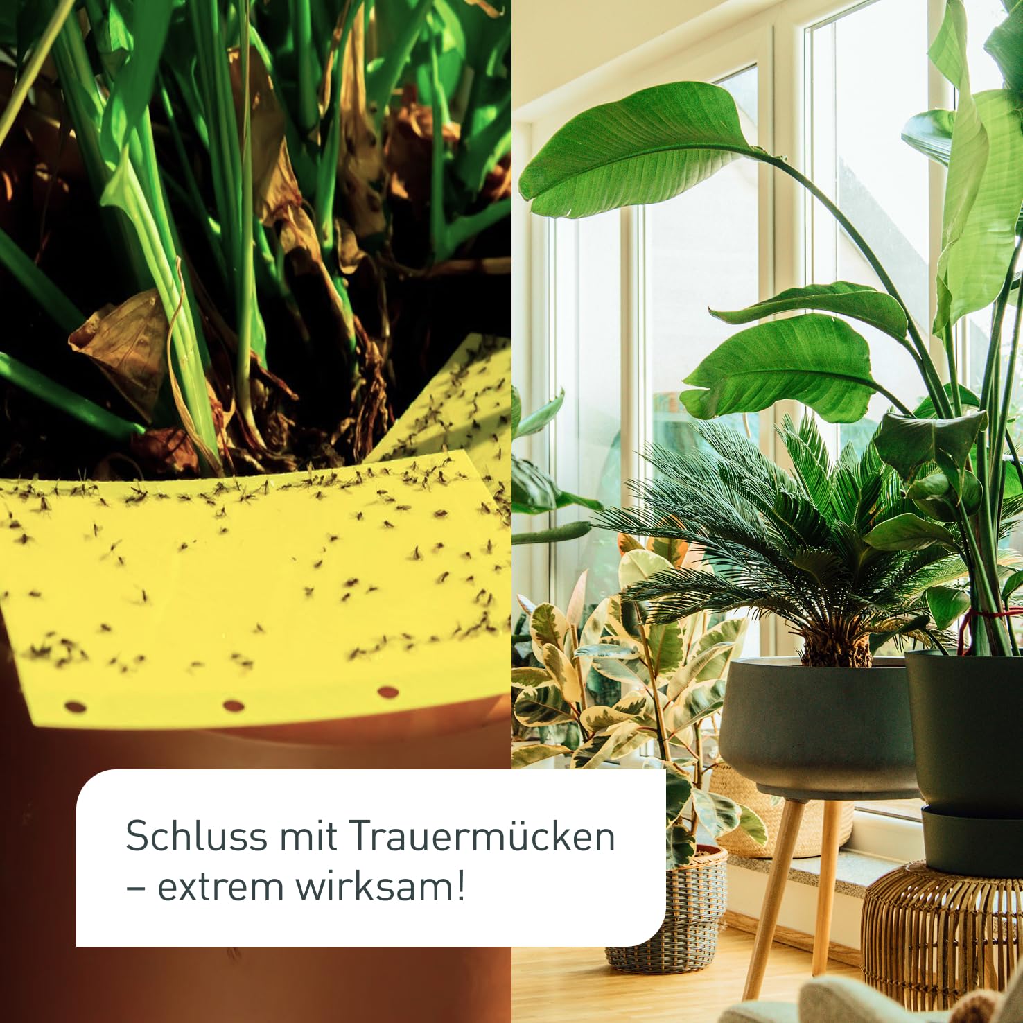 Plantura Nematoden gegen Trauermuecken zum Giessen 5 Mio fuer 5 m² (ca. 50 Pflanzen