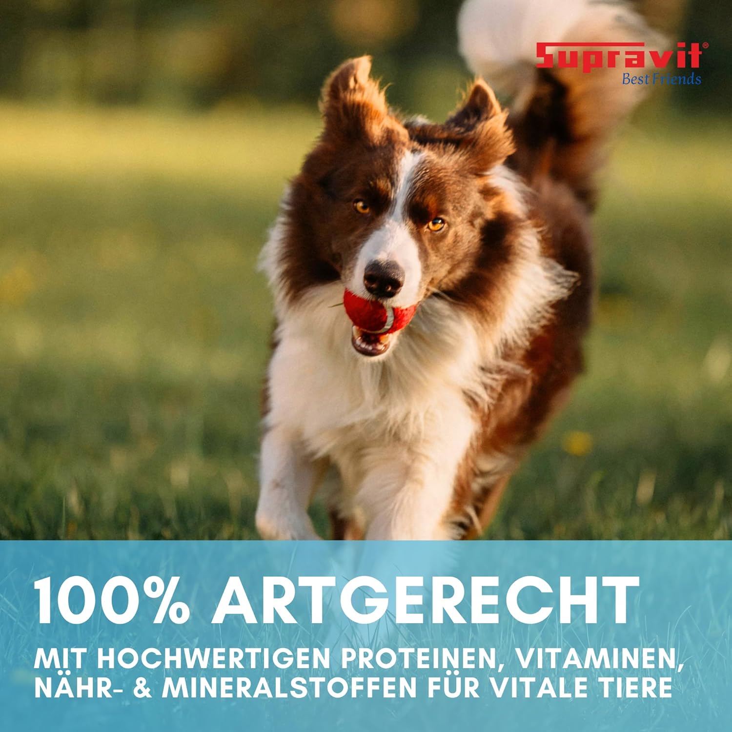 Supravit Hundefutter Nass Fisch & Lachs 12× getreidefrei, verschiedene Sorte