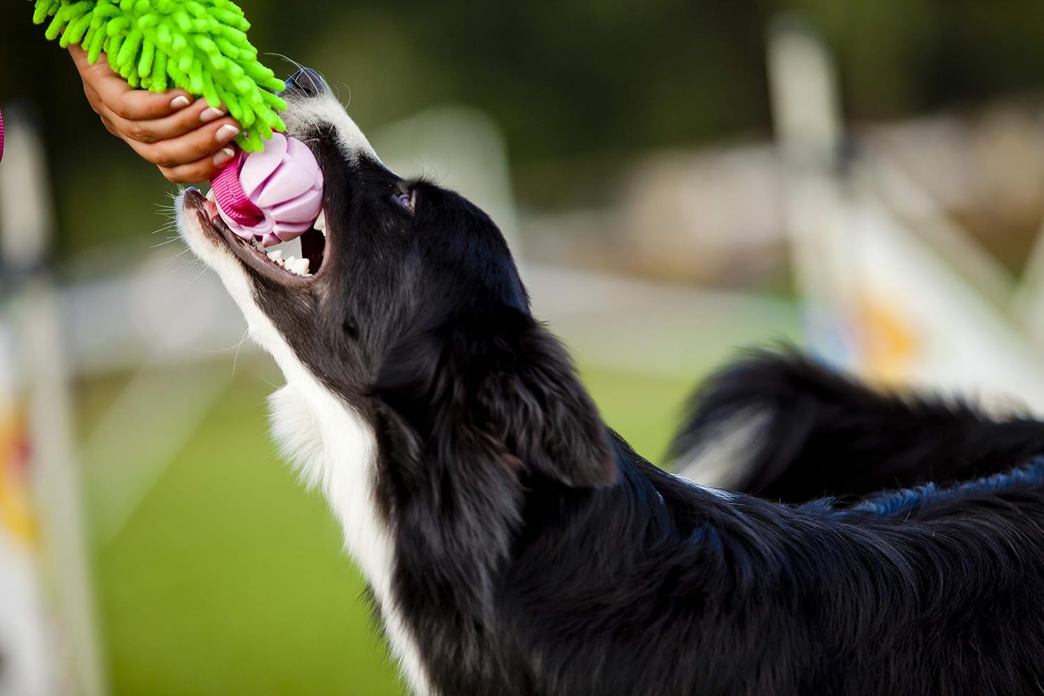 Dingo Mop Bungee Hundespielzeug Gruen Mikrofaser Vanille Duft Tauzieh Ball