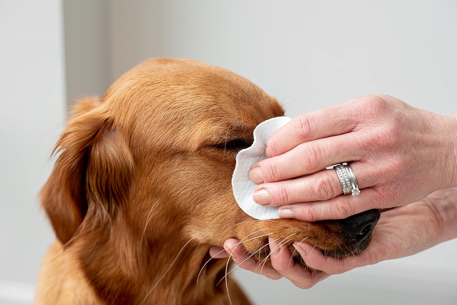 Pet Wiz Aloe Vera Augenwischtuecher fuer Hunde und Katzen Groesse XL 1 Dose
