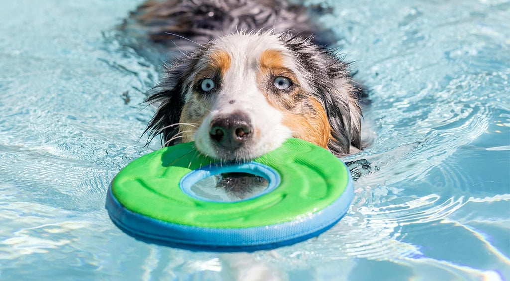 Chuckit! Zipflight Medium Wurfspielzeug Ball Frisbee Hundespielzeug