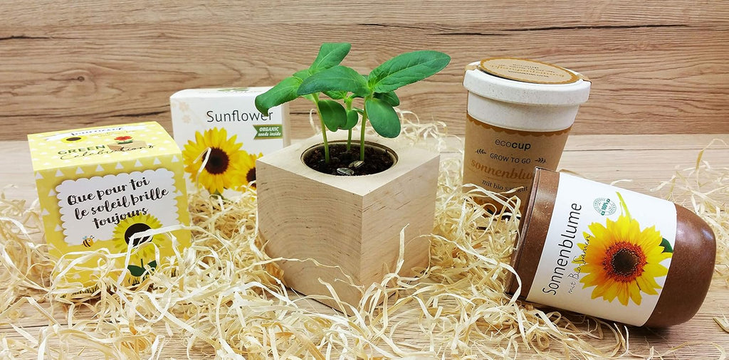Ecocube Sonnenblume Anzuchtset Holz-Wuerfel mit Samen Geschenkidee