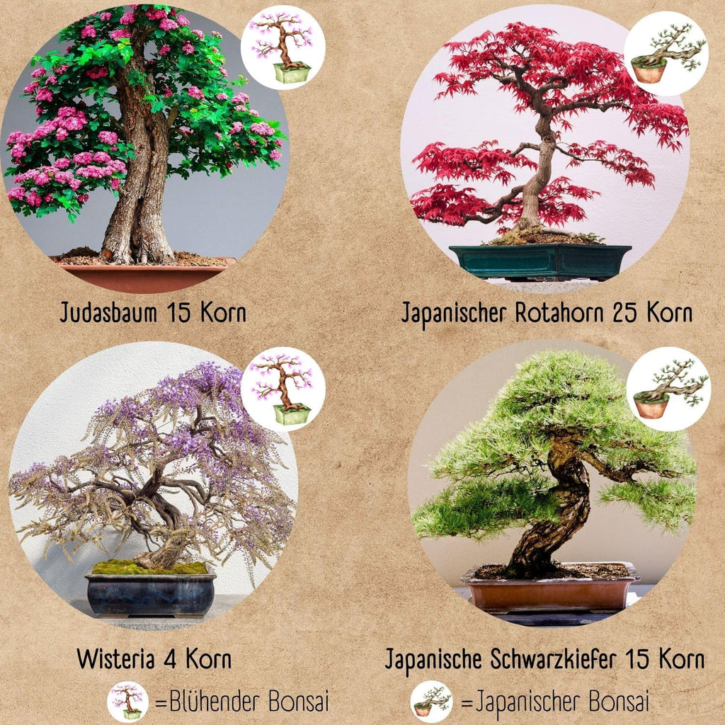Bonsai Starter Kit mit 4 Samen Anzuchtset plastikfrei nachhaltig Geschenk