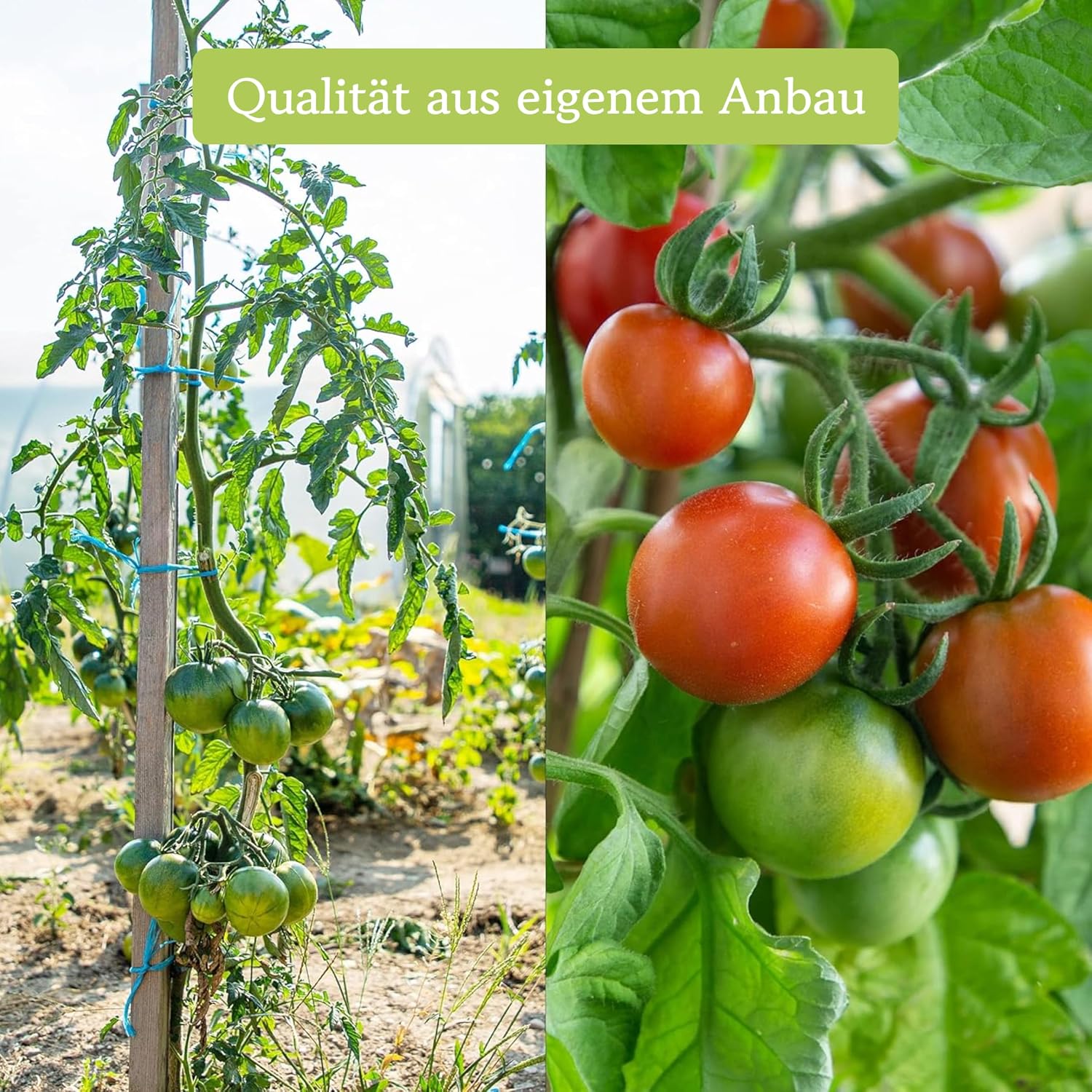 12er Tomatensamen Set alte Sorten fuer Garten und Balkon, samenfest