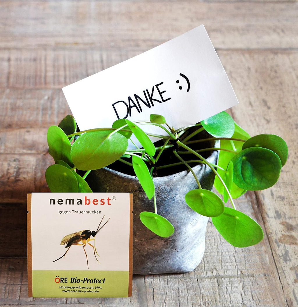 nemabest SF Nematoden 6 Mio. fuer 60 Pflanzen / 12 m² gegen Trauermuecken
