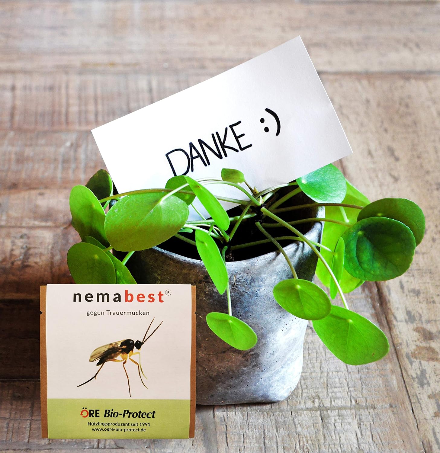 nemabest SF Nematoden 6 Mio. fuer 60 Pflanzen / 12 m² gegen Trauermuecken