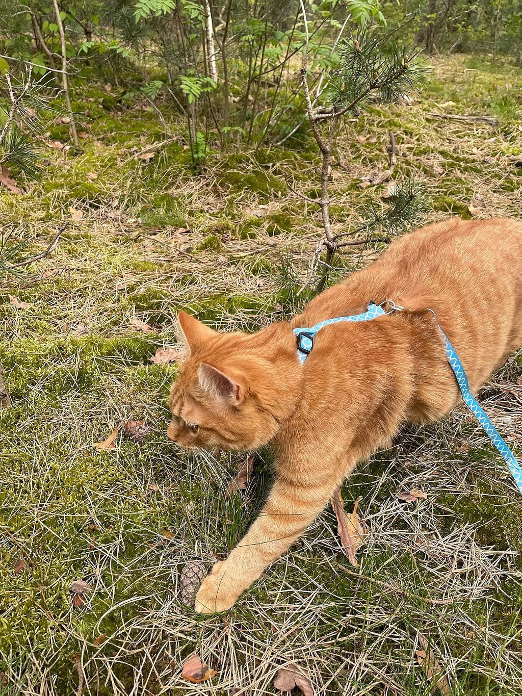 Alfry Katzengeschirr verstellbar mit 100 cm Leine, stilvolles Design