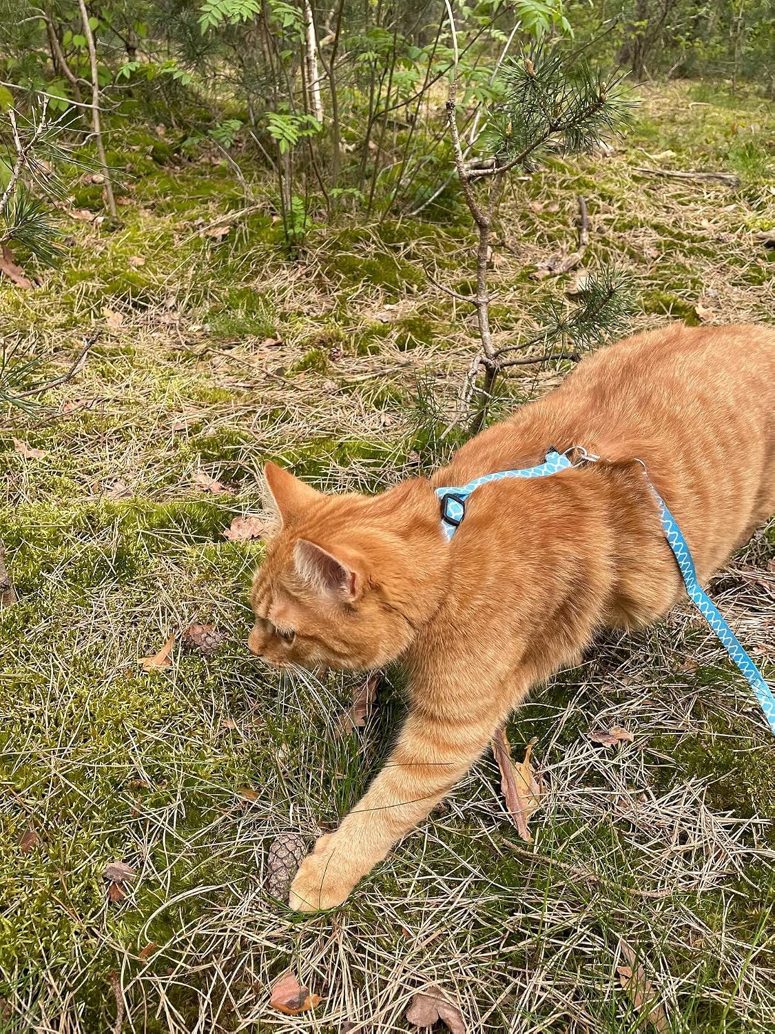 Alfry Katzengeschirr verstellbar mit 100 cm Leine, stilvolles Design