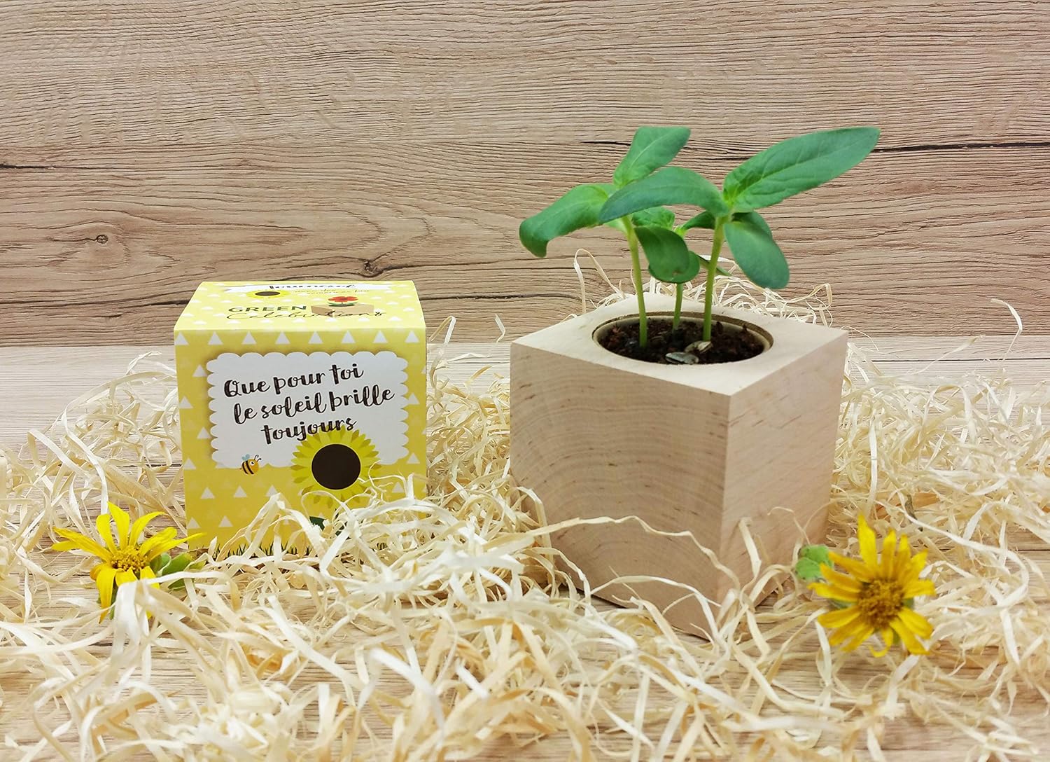 Ecocube Sonnenblume Anzuchtset Holz-Wuerfel mit Samen Geschenkidee
