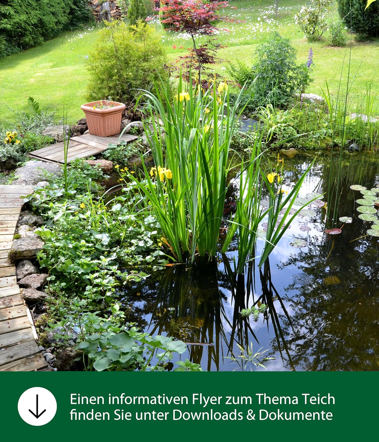 Dehner Aqua Koifischfutter Granulat Mini, verschiedene Sorten