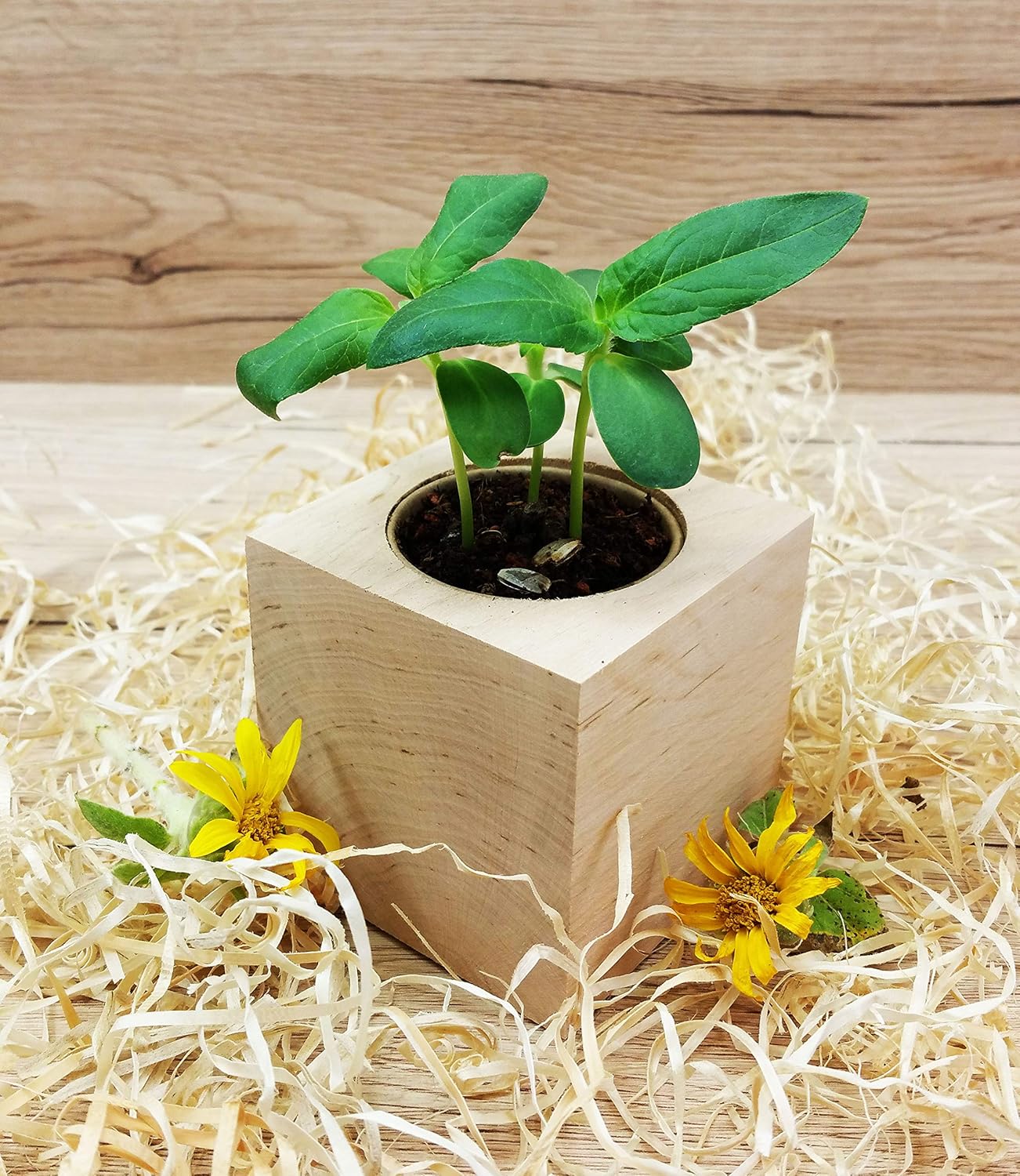 Ecocube Sonnenblume Anzuchtset Holz-Wuerfel mit Samen Geschenkidee