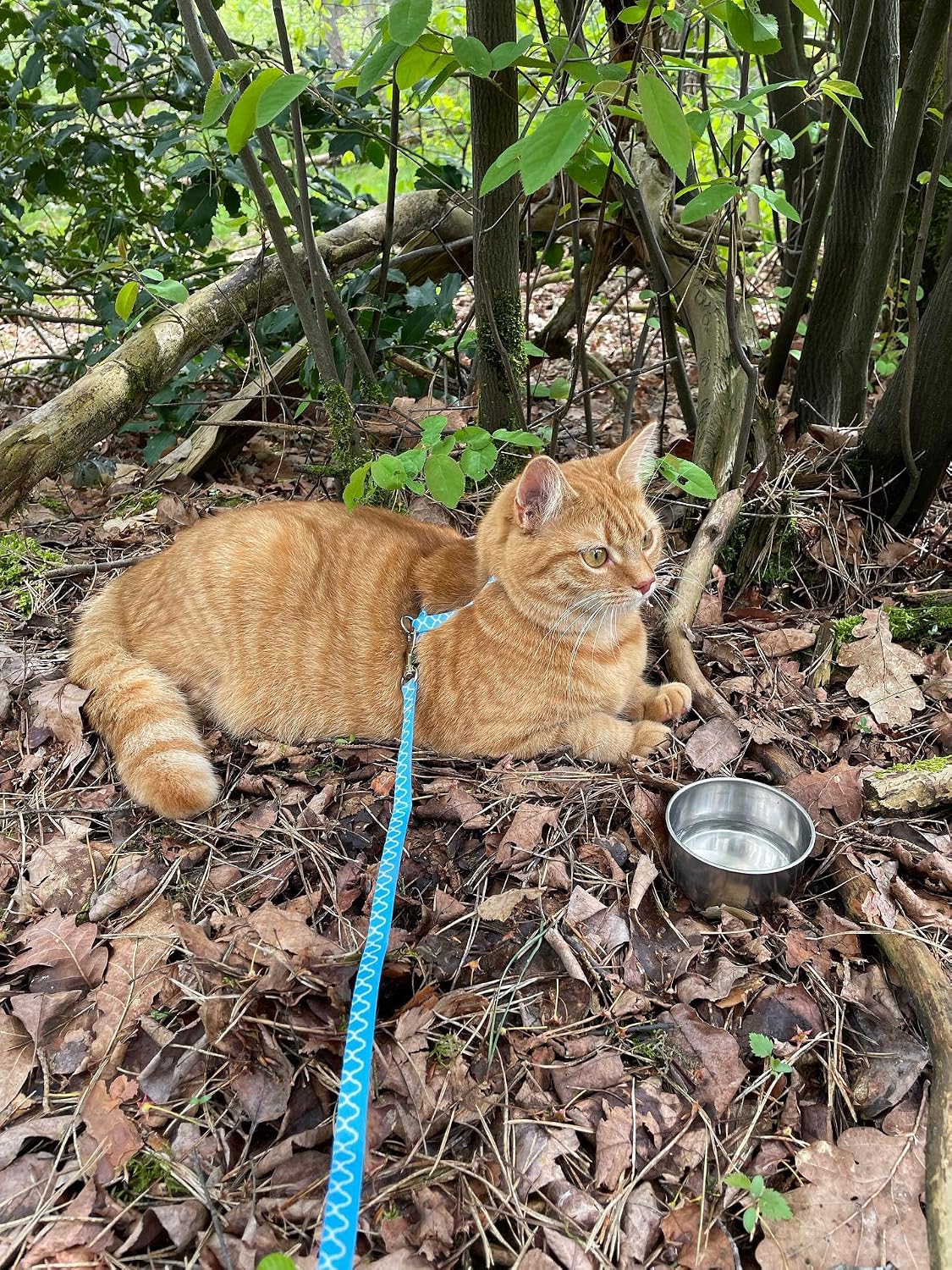 Alfry Katzengeschirr verstellbar mit 100 cm Leine, stilvolles Design