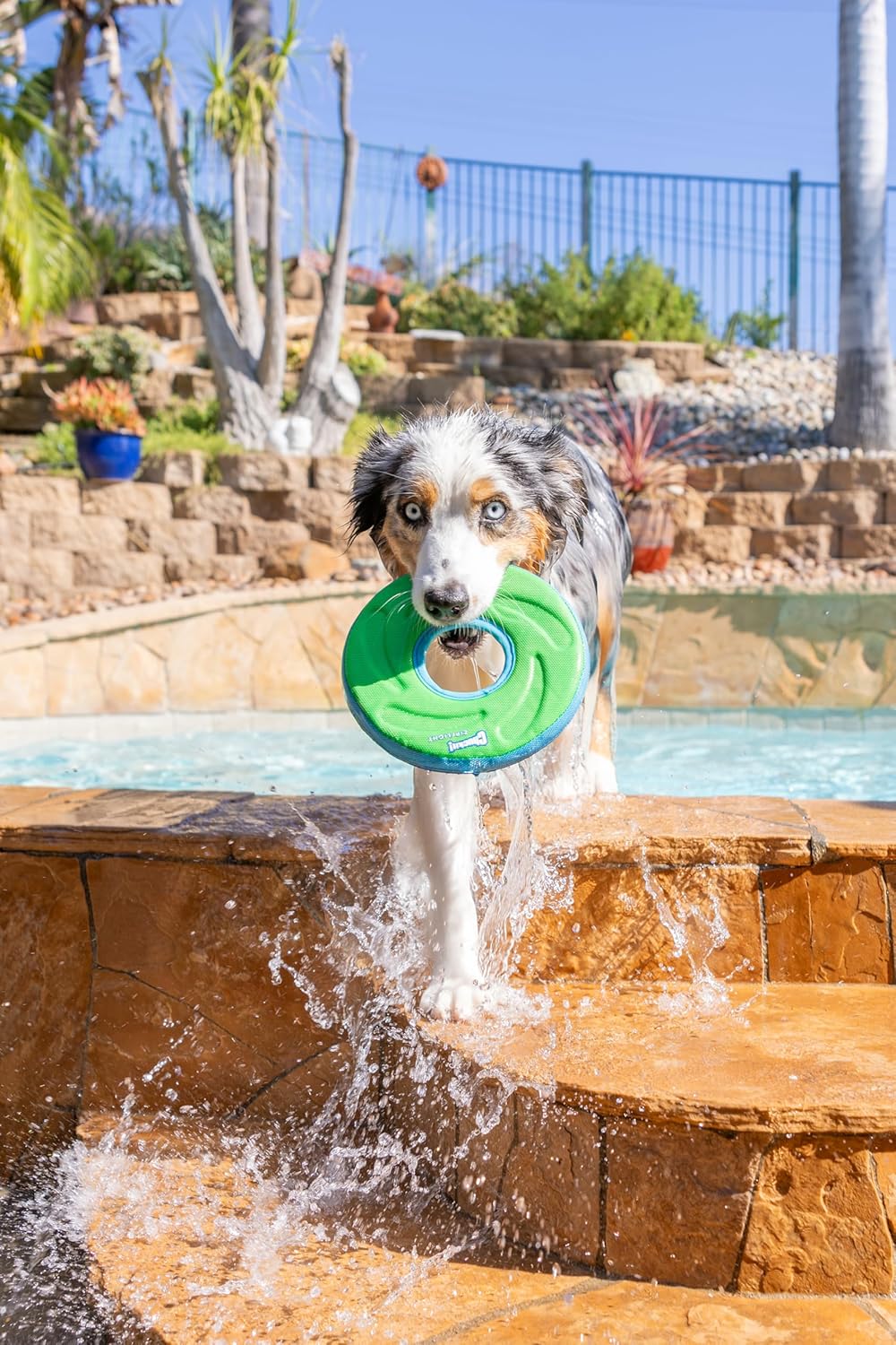 Chuckit! Zipflight Medium Wurfspielzeug Ball Frisbee Hundespielzeug