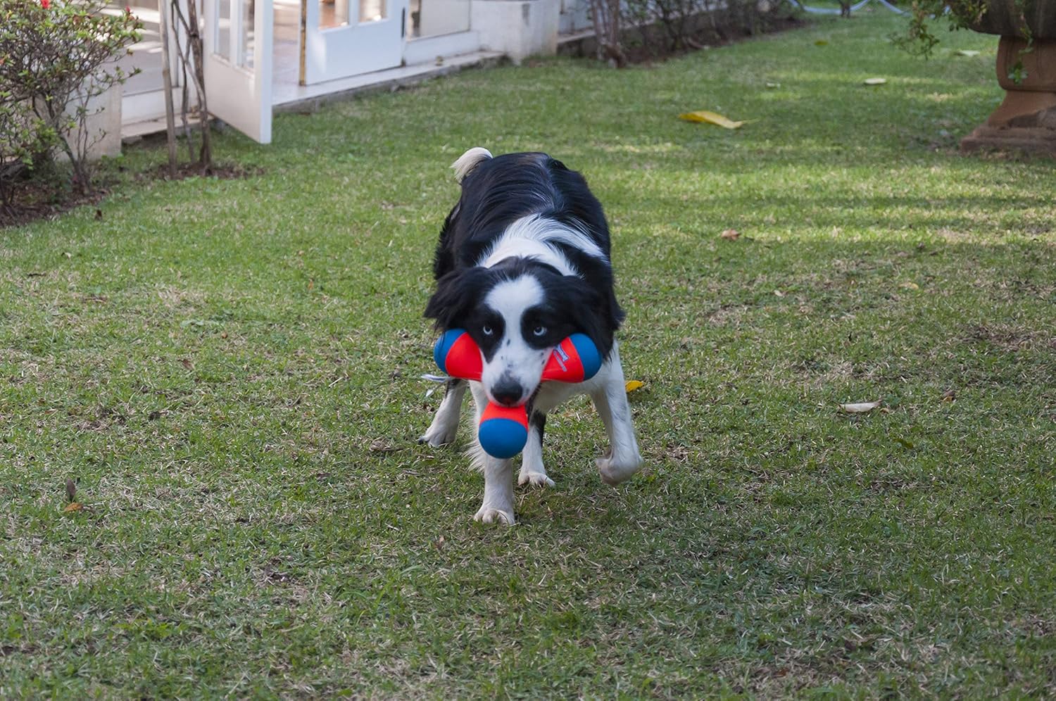 Chuckit! Tri‑Bumper Hundespielzeug Gummi Medium M-L